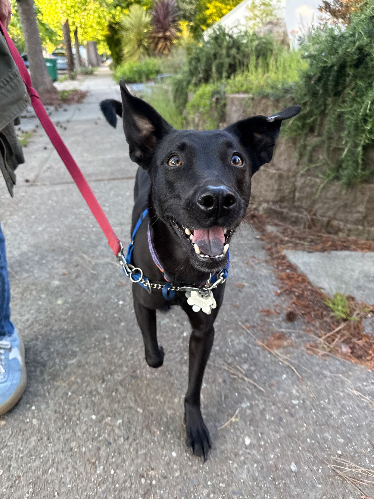 Maisy, a rescue dog